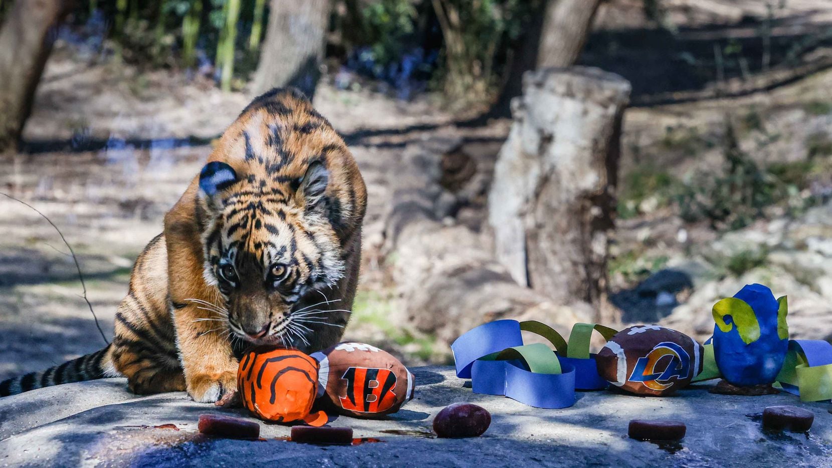 Hogle Zoo's Vulcan The Lion Predicts Super Bowl LVI Winner