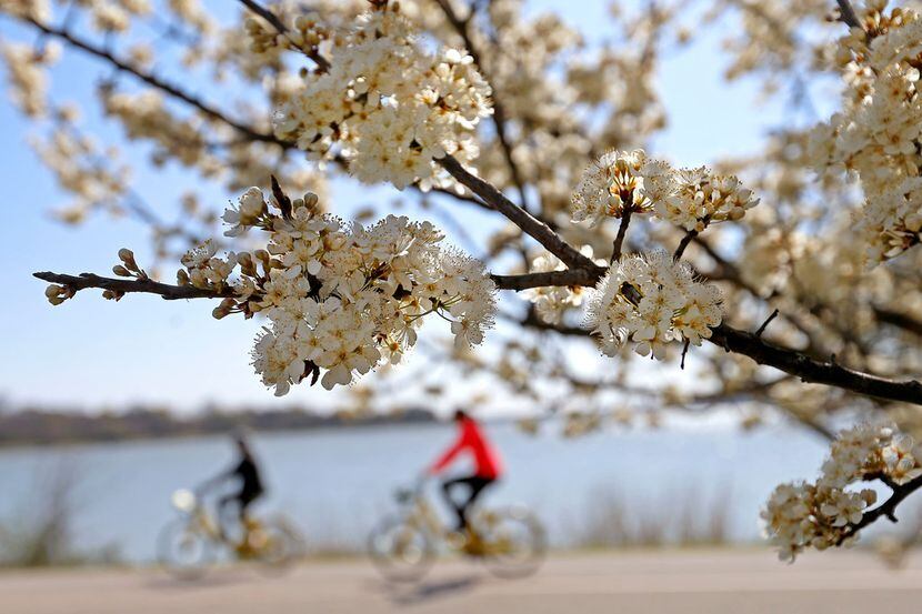 People ride bicycles past blooming cherry blossoms at White Rock Lake in Dallas on March 13.