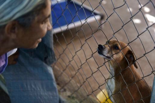 En esta imagen del 15 de diciembre de 2017, un perro rescatado mira a través de una valla a...