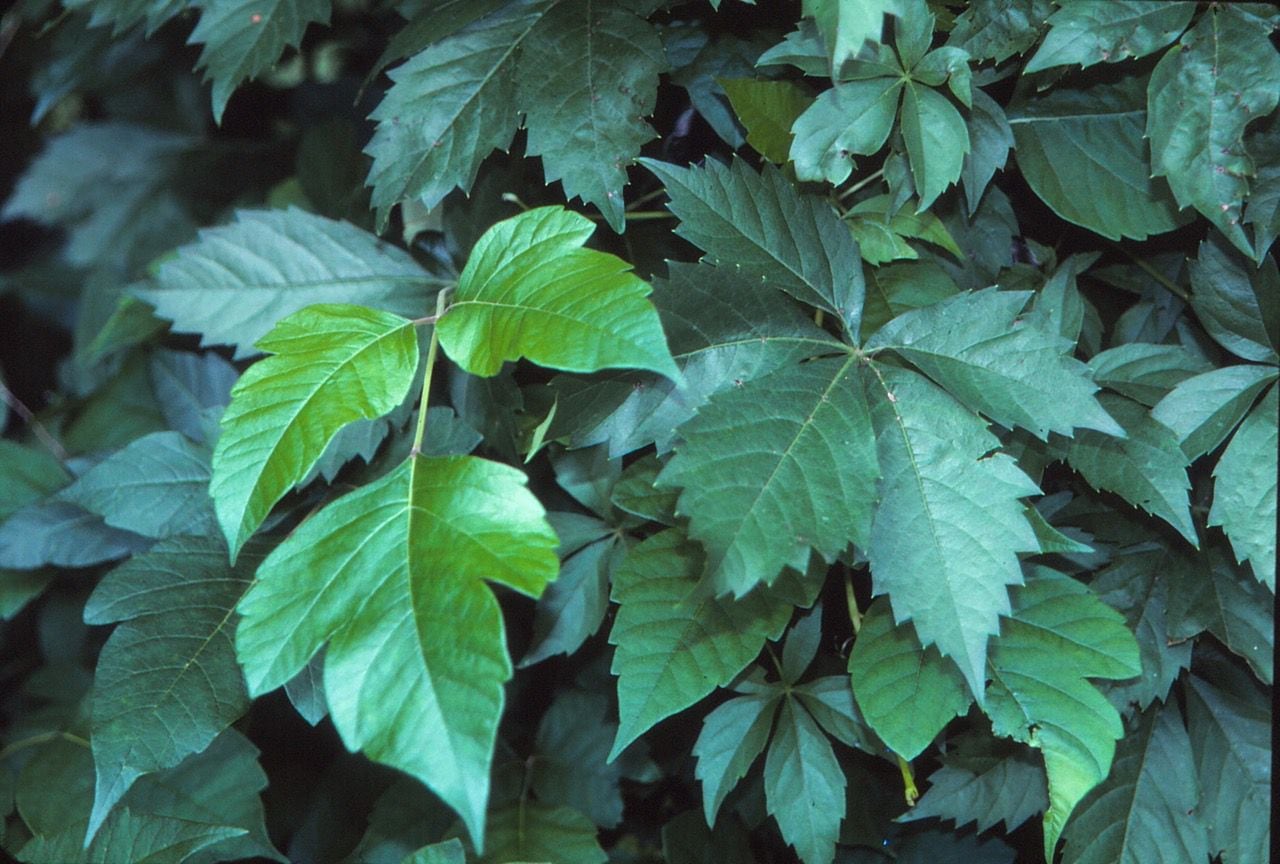 Poison ivy (left) looks similar to the harmless Virginia creeper (right), but it has three...