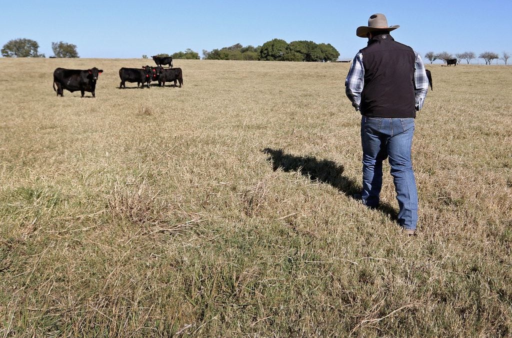 Cade Nichols of A Bar N Ranch walks toward a cattle grazing at the ranch in Sherman.