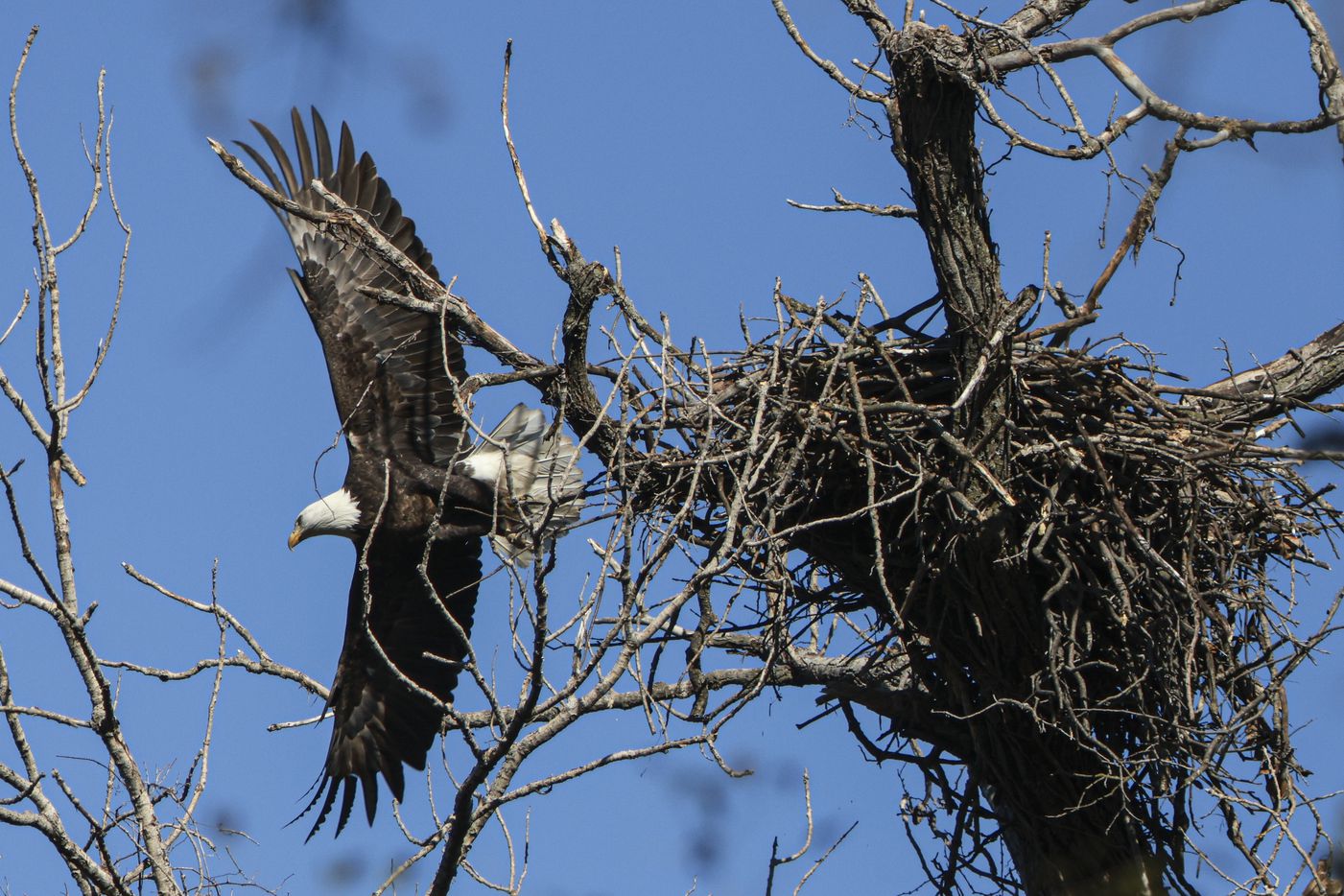 A bald eagle flys out of its nest, Monday, Nov. 28, 2022 at White Rock Lake in Dallas. One...