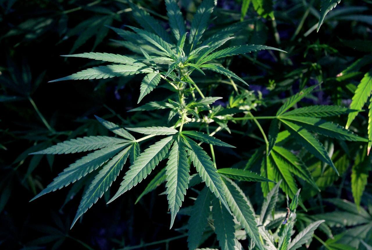 
A bill to fully legalize marijuana was unexpectedly approved by a House panel in early May....