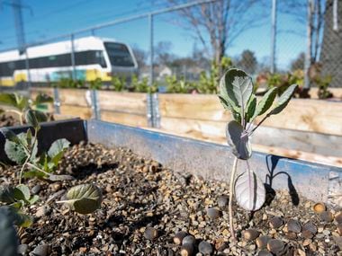 A DART train passes the urban farm taking root next to Hatcher Station in South Dallas.