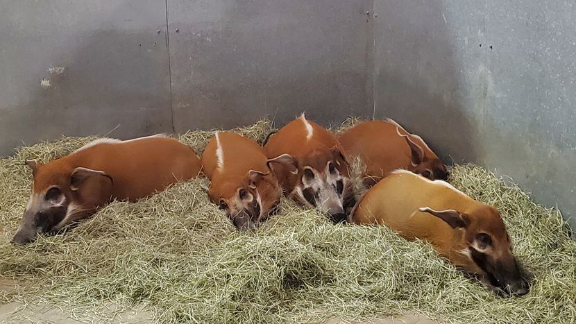 Red river hogs weathered the storm in a "cuddle puddle" in their indoor enclosure.