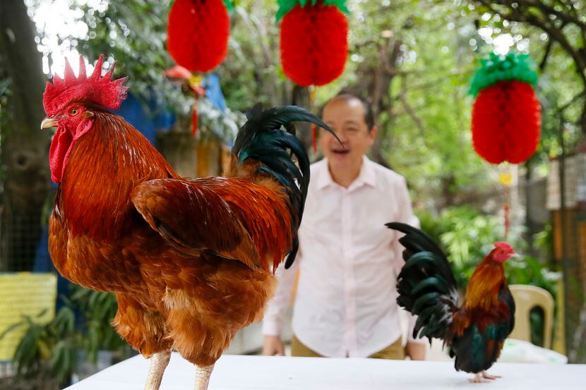 Manny Tangco, propietario del zoo de Malabon, presenta un gallo rojo gigante de Francia...