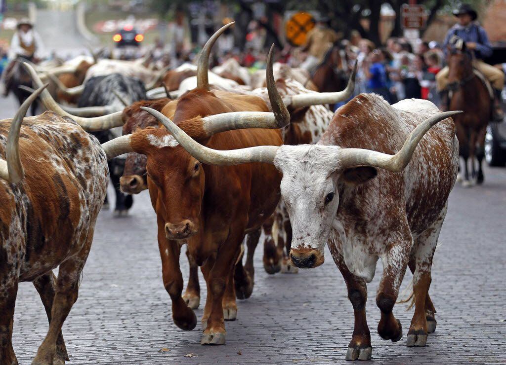 The Fort Worth Herd moseys along Exchange Avenue in Fort Worth twice daily.