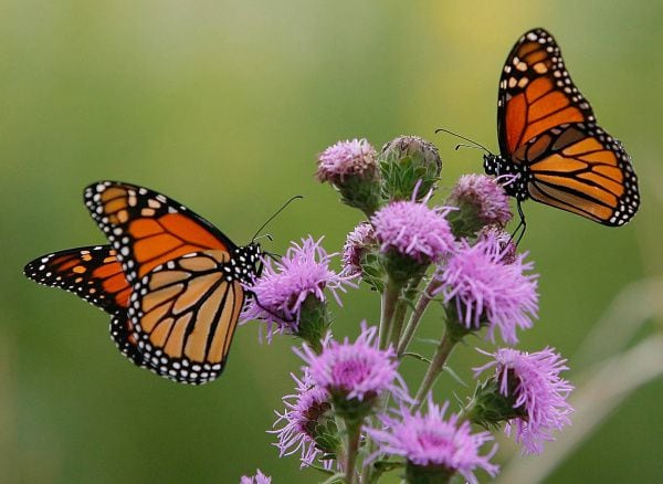 Monarch butterflies' declining numbers stem from habitat destruction blamed on factors such as last year’s Texas drought and wildfires and increased agricultural use of herbicides.
