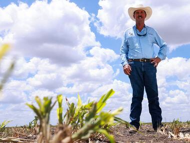 Russell Boening where he planted grain sorghum, Monday, August 8, 2022, in Floresville, Texas. 