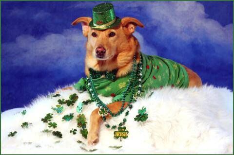 Buffalo Irish Dog Hoodie for Irish Festivals and Irish Dogs 