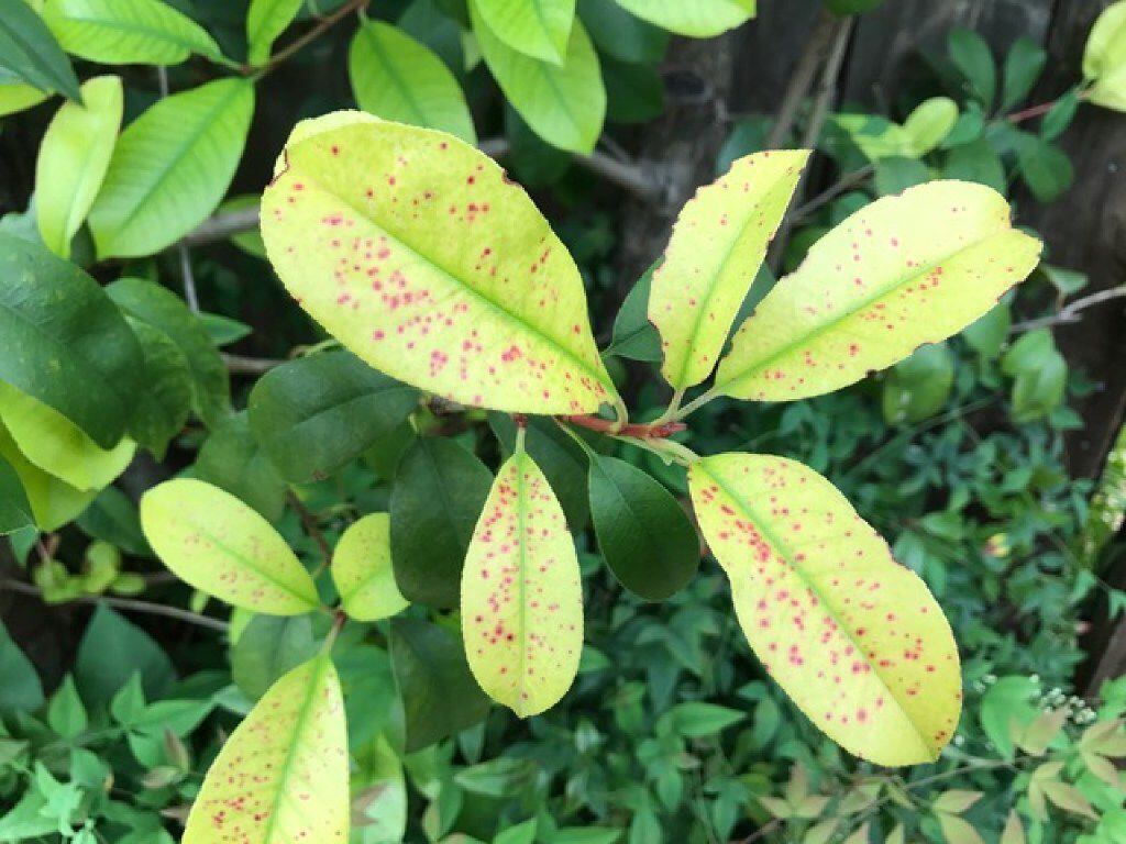 Stage 4 of photinia leaf spot and related chlorosis
