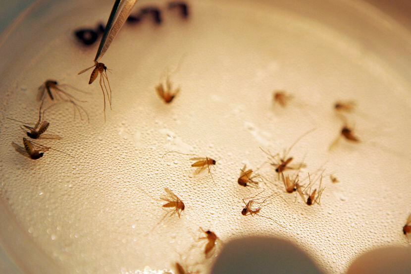 Las muestras de mosquitos positivos de virus del Nilo  han sido halladas en casi todo el...