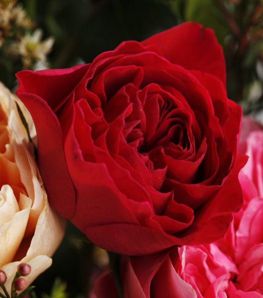 When to Plant Roses in North Central Texas 