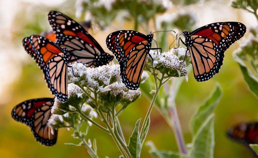 Frostweed goes unnoticed until its fall flowers are draped in migrating monarch butterflies. 
