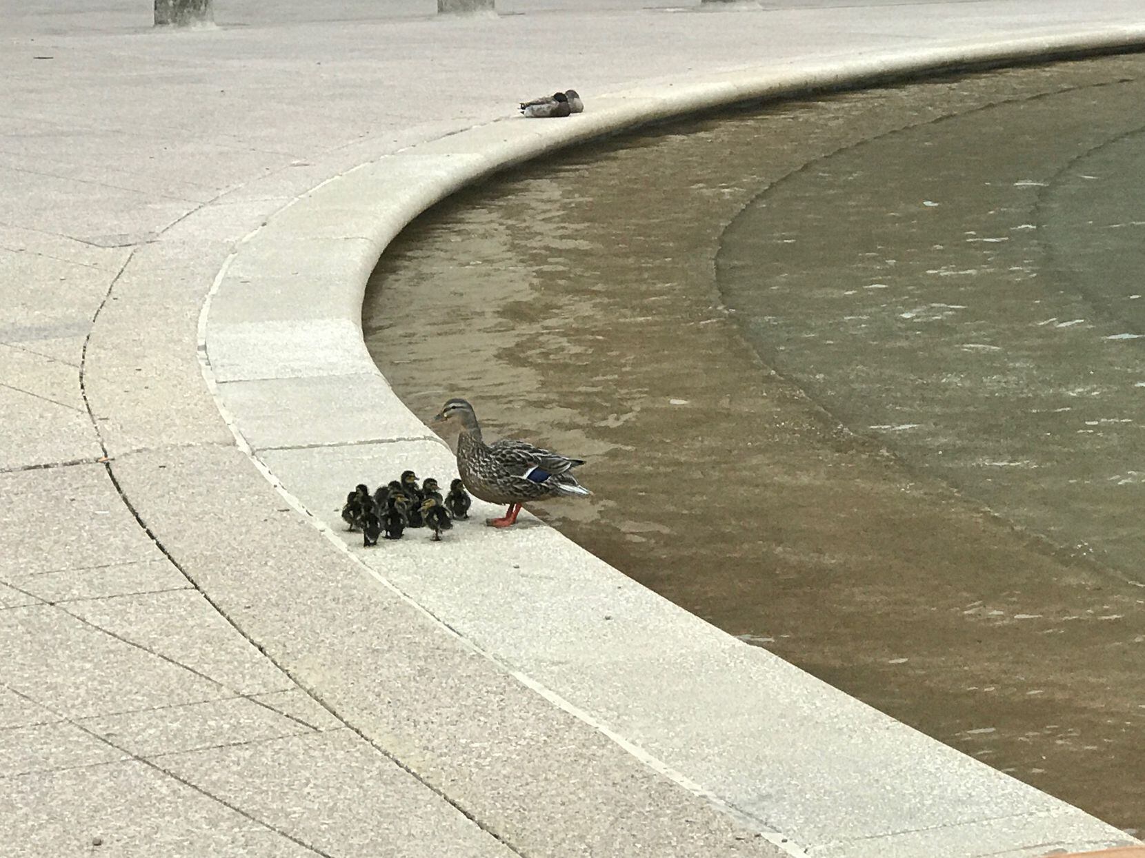 The mother duck and her ducklings after their rescue — and moments before they all jumped...