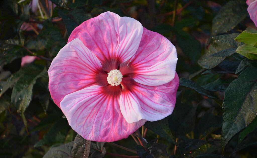 Texas Rangers Light Pink Hibiscus Pale Green Leaf Black Background