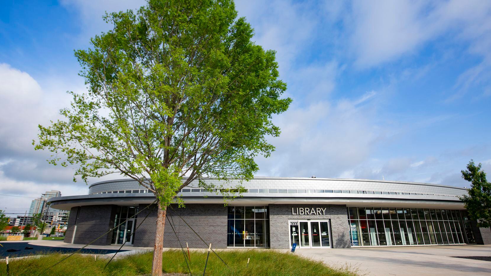 A cedar elm tree in front of the Vickery Park Branch Library on Thursday, May 27, 2021, in...