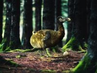 A rendering of a Dodo bird, which went extinct in 1662.