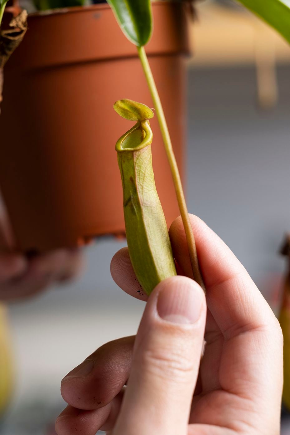 Xianming "Simon" Dai holds a pitcher plant in his lab on Nov. 10 at UT Dallas’ Natural...