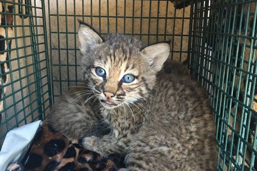 Parecen gatitos, pero no son. Se trata de gatos monteses (bobcats) que serán devueltos a su...