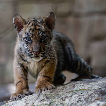 Dallas Zoo's twin tiger cubs named for conservationists trying to save the  animals' native Sumatra