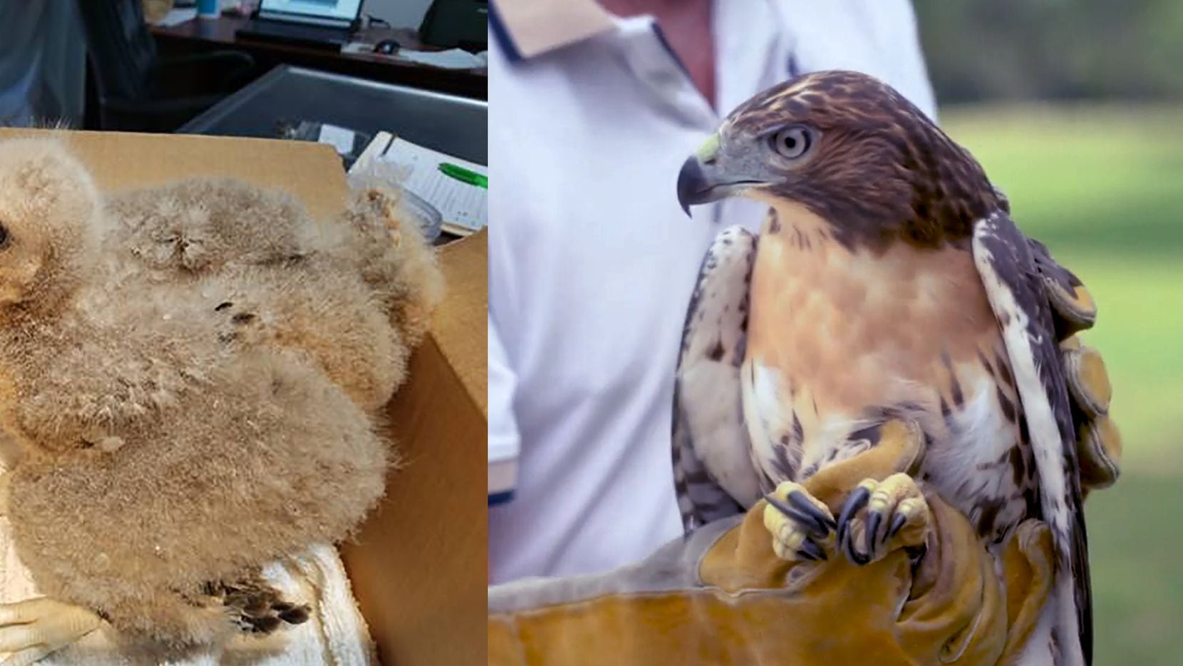 A red-tailed hawk (right) was returned to nature in Plano after being cared for by the...