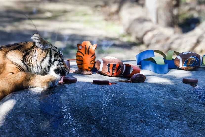 Sumini, a 6-month-old tiger cub at the Dallas Zoo, licks the "bloodsicles" left out for her...