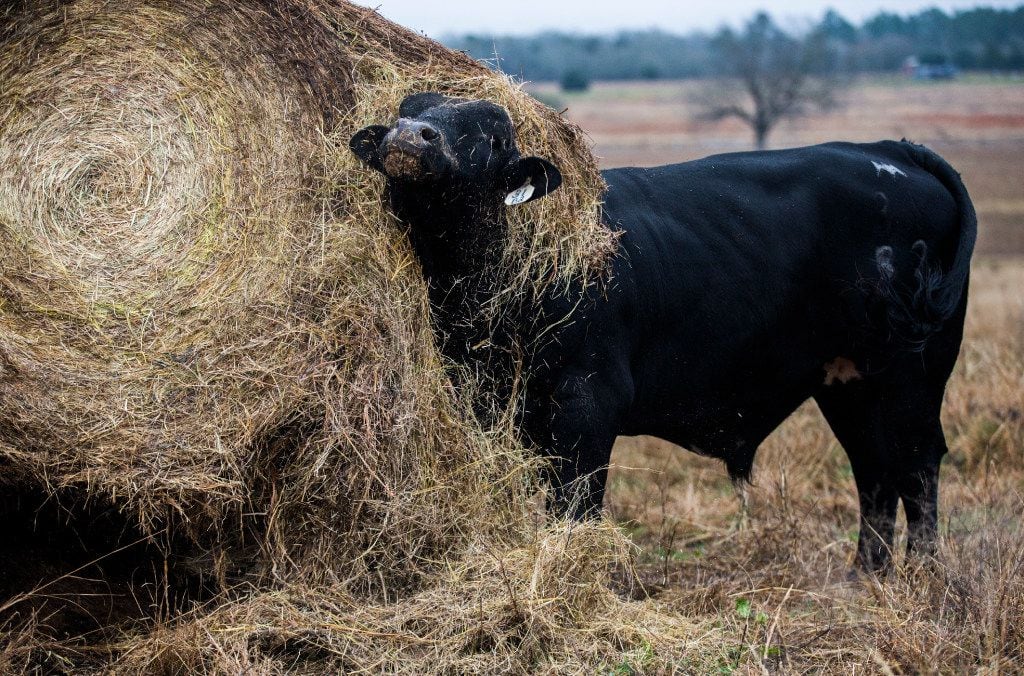A cow loosens hay from a round bale at John Stoneham's ranch. If the rail is built, Stoneham...