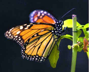 Las mariposas monarca empiezan a aparecer en el Norte de Texas en octubre.
