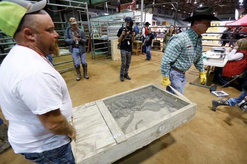 Western diamondback rattlesnakes arrive for weighing at Nolan County Coliseum for the...