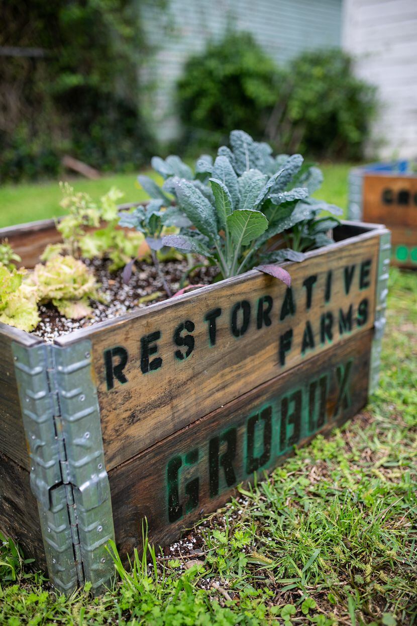 GroBox gardens from Restorative Farms come with Dallas-grown seedlings.