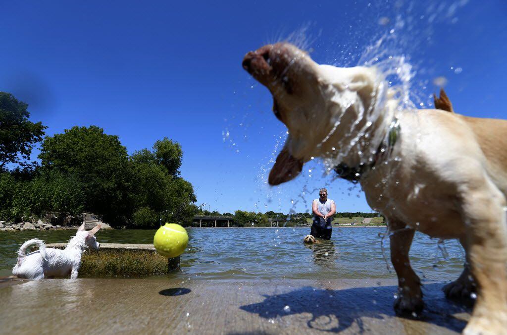 Lander Kern and his 2-month-old dog Milly (left) cooled off recently in the water at the dog...