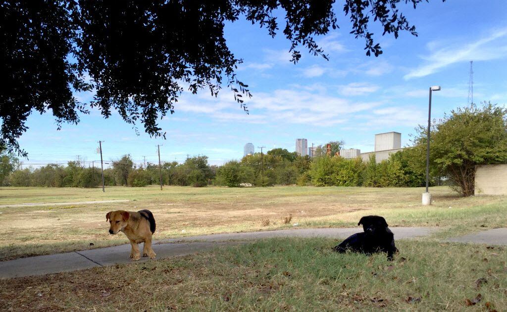 North Texas woman finds new way to keep dogs entertained while