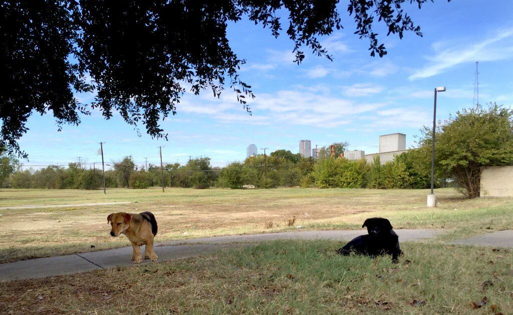 how old does a puppy have to be to be sold in texas