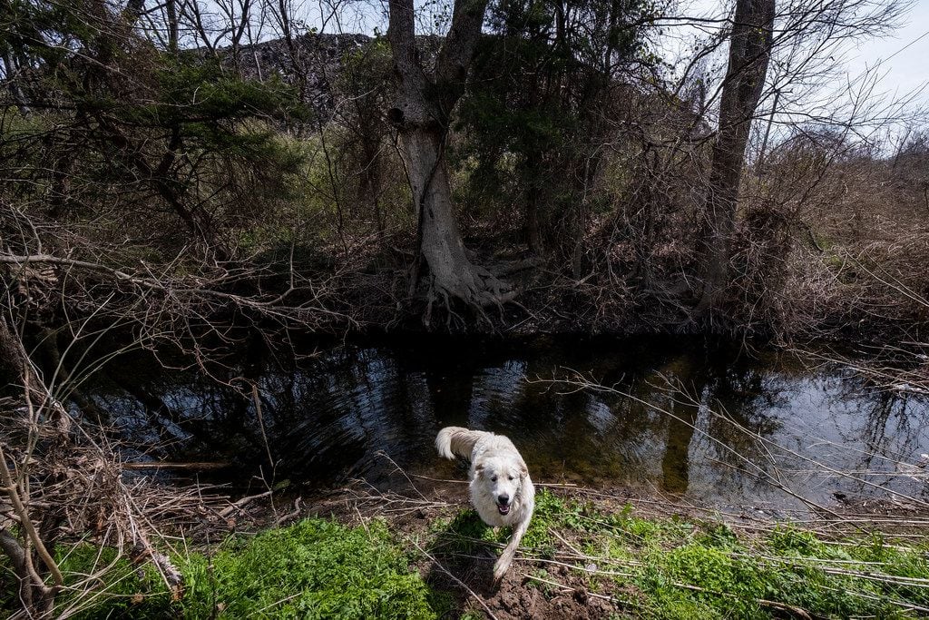 A neighborhood dog crosses a small creek, a tributary of Five Mile Creek.