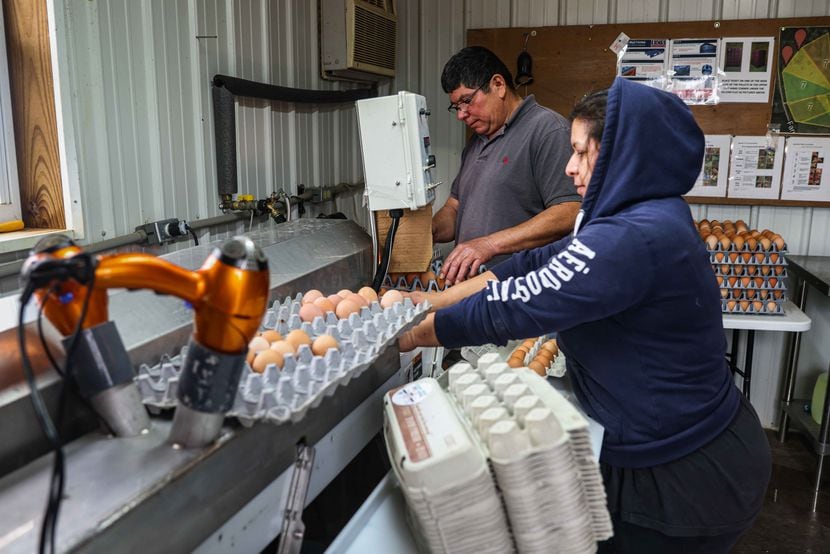From left, Elmer Diaz and Roxana Lopez work on washing the collected eggs for packaging and...