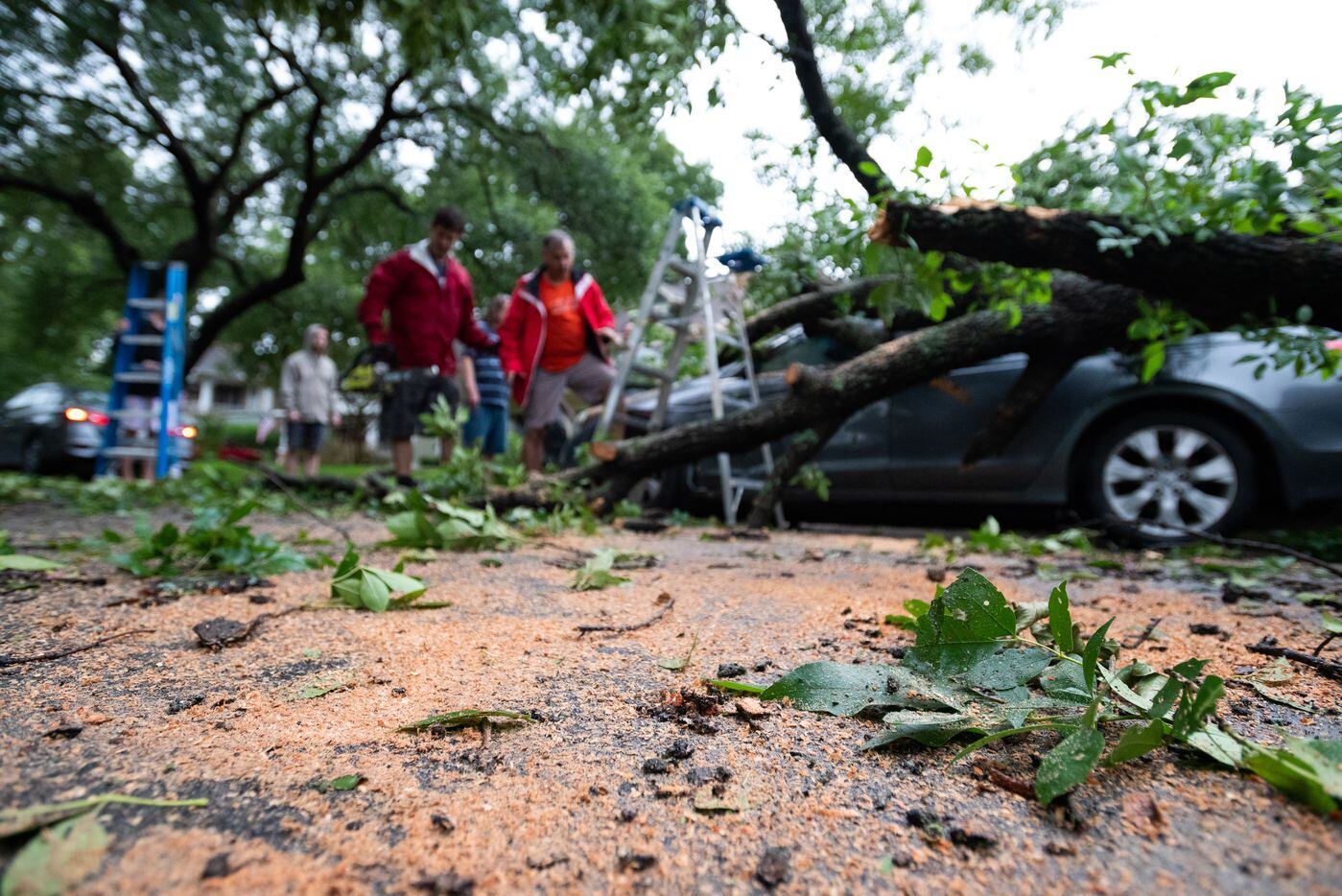 Wood shavings cover Victor Street as neighbors use a chainsaw to cut portions of a tree that...