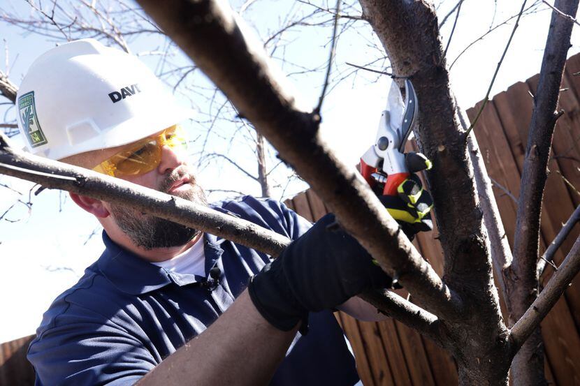 Brian Cox with The Davey Tree Expert Company prunes a peach tree at a client's home in...