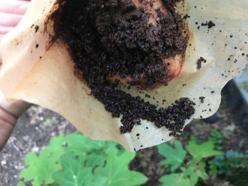 Used coffee grounds can be used as organic fertilizer and pest control in the garden.