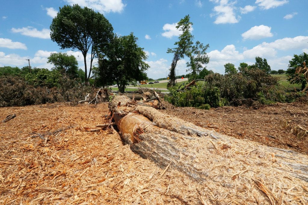 A fallen tree remains after approximately 70 protected trees were knocked down by property...