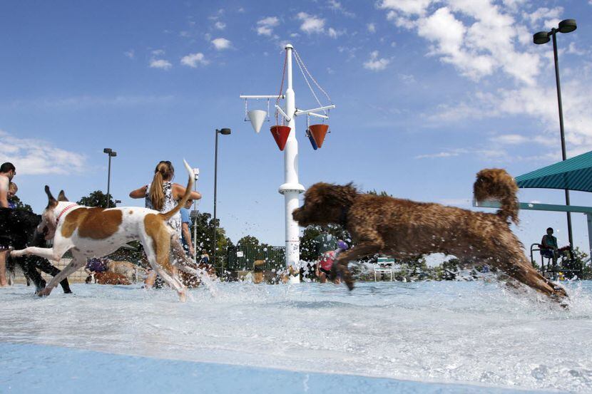 Many area swimming pools close the season with dog splash parties.  