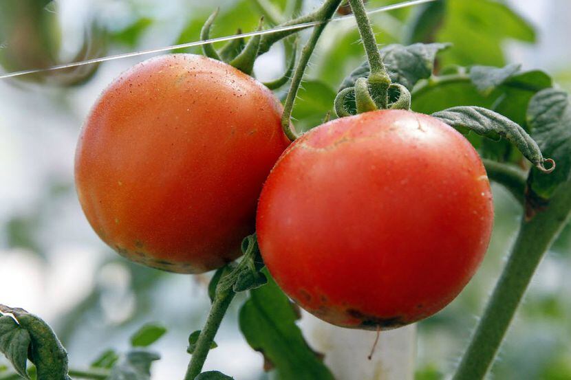 Organic tomatoes 