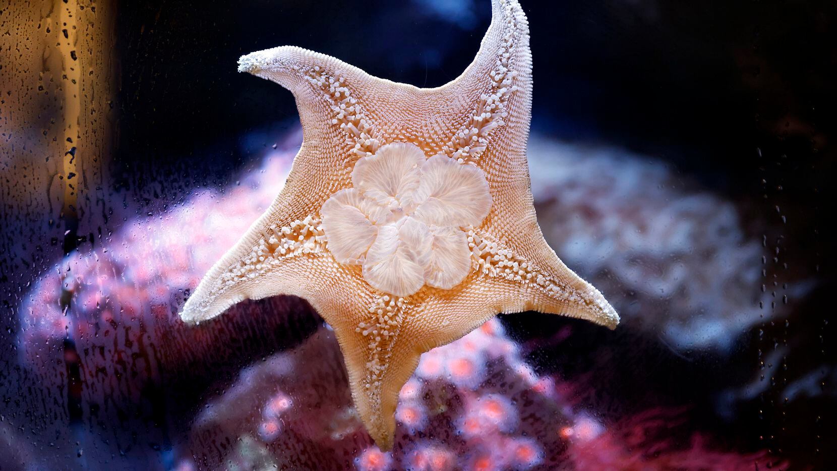 A starfish clings to the tank at The Children's Aquarium at Fair Park in Dallas, Friday,...