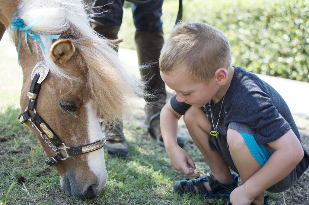 Declan Pritchard feeds miniature horse Cisco during a program sponsored by Equest in which...