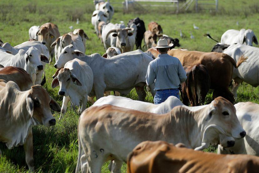 Meeting Texas' need for more rural veterinarians has been a focus of Texas A&M for years,...
