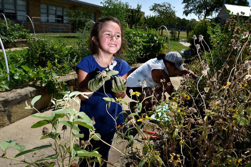 Sophia Terry, 6, tends to a wildflower garden bed with her mother Maria Amaya, 36, in the...