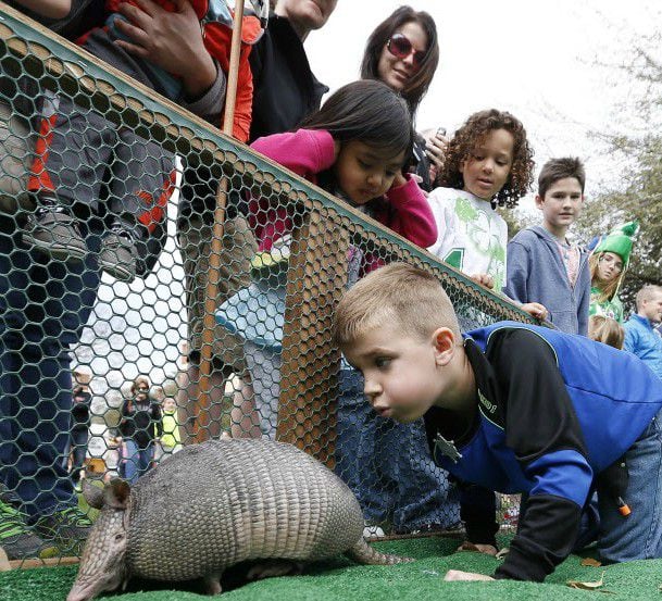 Armadillo race during the Fort Worth Stock Yard's Cowtown Goes Green event.