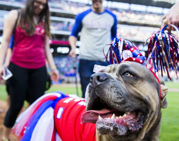 Bella the dog attends the Texas Rangers' annual Bark in the Park event. 
