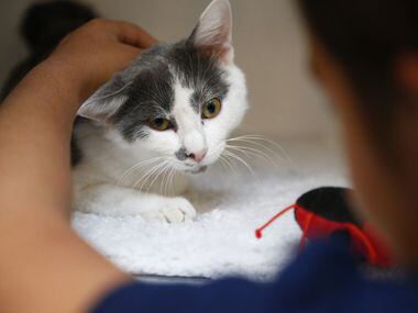 Sophia Villalba, 11, pets Baby the cat that she adopts on her birthday at Operation Kindness...