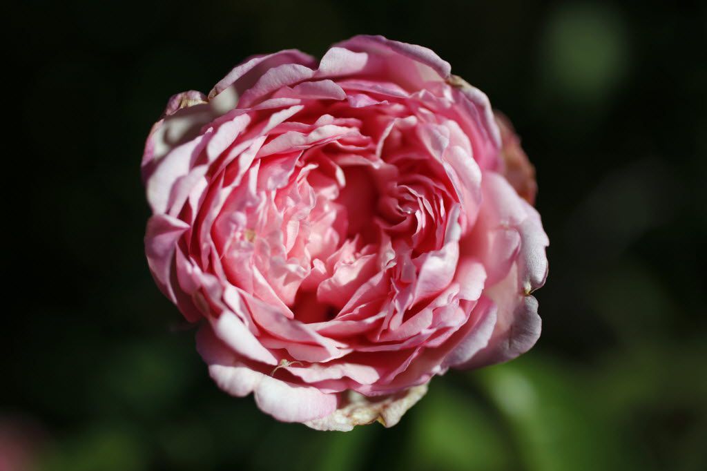 Duchesse de Brabrant at the National EarthKind Trial Rose Garden & Display Gardens in...